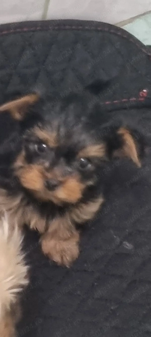 De vanzare Yorkshire Terrier  - imagine 2