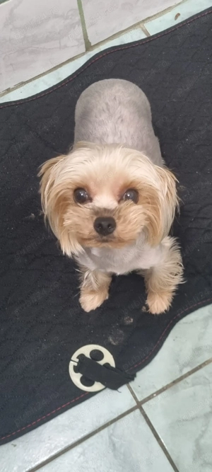 De vanzare Yorkshire Terrier  - imagine 6