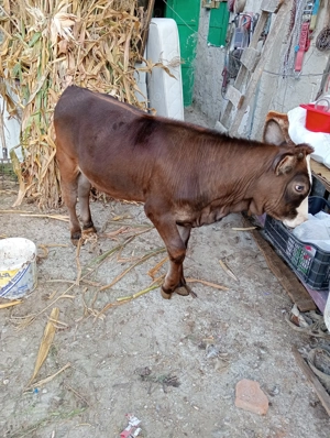 De vânzare vitea - imagine 3