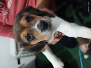 Puiuti Beagle de vanzare - imagine 5 Puiuti Beagle de vanzare - imagine 5