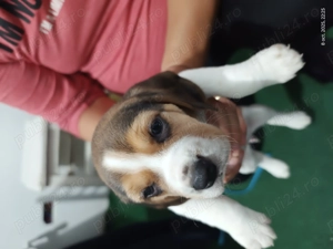 Puiuti Beagle de vanzare - imagine 4 Puiuti Beagle de vanzare - imagine 4