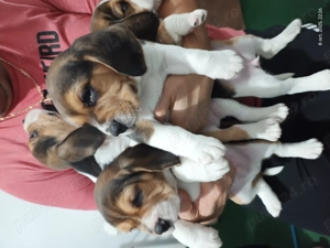 Puiuti Beagle de vanzare - imagine 2 Puiuti Beagle de vanzare - imagine 2