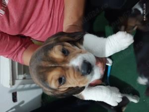 Puiuti Beagle de vanzare