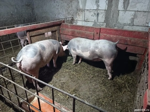 purcei si scroafe  - imagine 4