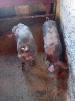 purcei si scroafe  - imagine 2