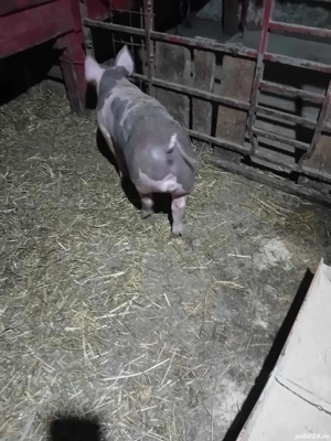 purcei si scroafe  - imagine 3