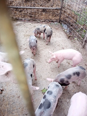 Purcei de vanzare Horia, Arad