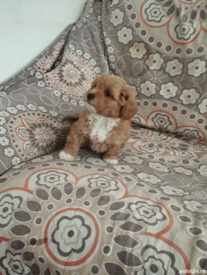 maltipoo de vânzare 