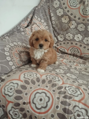 maltipoo de vânzare  - imagine 2 maltipoo de vânzare  - imagine 2