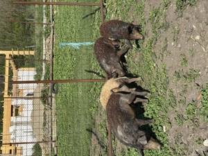 Vând porci mangalita