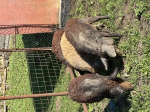 Vând porci mangalita - imagine 3