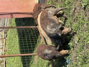 Vând porci mangalita - imagine 4