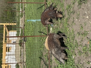 Vând porci mangalita - imagine 2