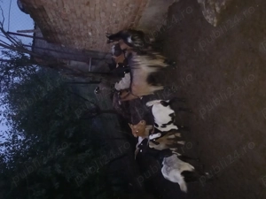 Vând 5 capre și 6 iedite 