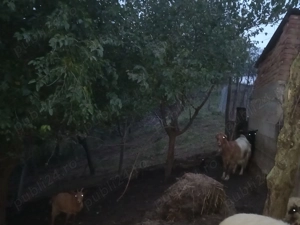 Vând 5 capre și 6 iedite  - imagine 4