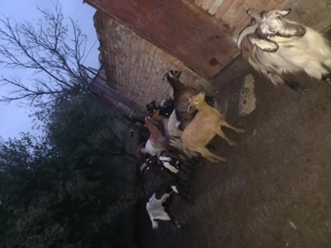 Vând capre detalii în privat - imagine 4 Vând capre detalii în privat - imagine 4