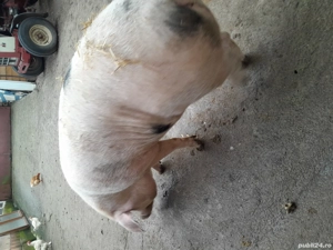 porc de sacrificat - imagine 2