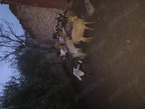 Vând capre detalii în privat - imagine 2 Vând capre detalii în privat - imagine 2