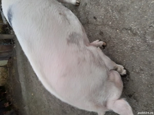 porc de sacrificat - imagine 3