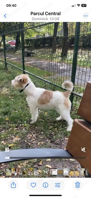 Vând cățel , mascul . Fox terrier , 11 luni  - imagine 2 Vând cățel , mascul . Fox terrier , 11 luni  - imagine 2