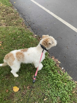 Vând cățel , mascul . Fox terrier , 11 luni  - imagine 3 Vând cățel , mascul . Fox terrier , 11 luni  - imagine 3