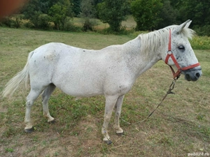 Vând Cal Alb - imagine 2