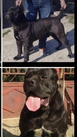 cane corso pui femela - imagine 4 cane corso pui femela - imagine 4