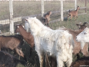 vand tap alpin - imagine 3 vand tap alpin - imagine 3