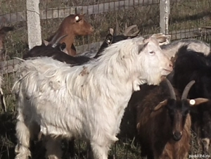 vand tap alpin - imagine 2 vand tap alpin - imagine 2