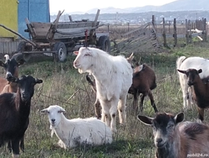 vand tap alpin - imagine 4 vand tap alpin - imagine 4