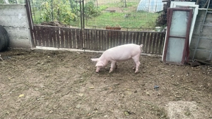 Purcei de carne Landrace din parinti Landrace(12 saptamani)