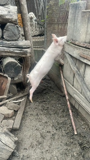 Purcei de carne Landrace din parinti Landrace(12 saptamani) - imagine 5