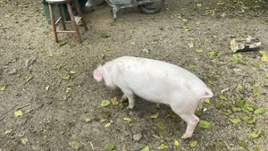 Purcei de carne Landrace din parinti Landrace(12 saptamani) - imagine 4