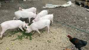 Purcei de carne Landrace din parinti Landrace(12 saptamani) - imagine 2