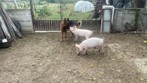 Purcei de carne Landrace din parinti Landrace(12 saptamani)