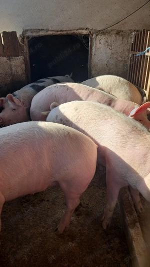 Vând porci de carne 