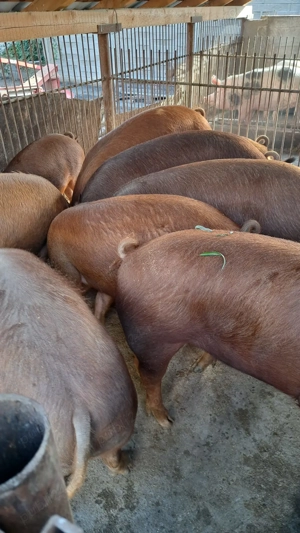 Vând porci de carne  - imagine 3