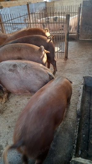 Vând porci de carne  - imagine 2