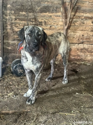 caini de vanatoare  - imagine 3