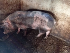porc de vânzare  - imagine 3
