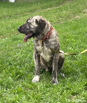 caini de vanatoare 