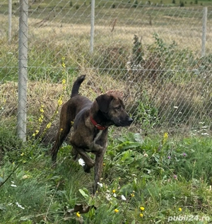 caini de vanatoare  - imagine 2