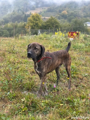 caini de vanatoare  - imagine 4