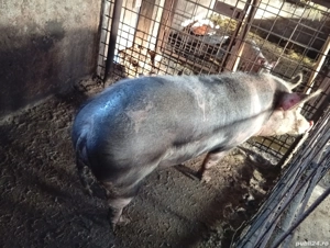 porc de vânzare  - imagine 4