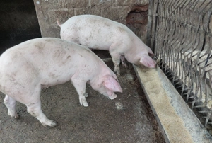 Purcei Soldani Landrace