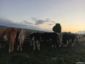 Vand 13 vaci - imagine 2