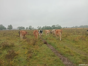 Vand 13 vaci - imagine 3