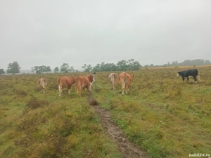 Vand 13 vaci - imagine 4