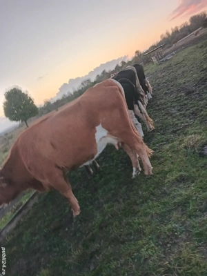 Vand 13 vaci - imagine 5