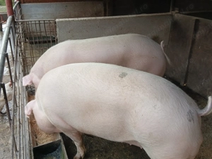 Anunt.Se vând porci si purcei - imagine 3